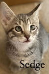 adoptable Cat in  named Sedge