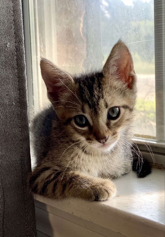 adoptable Cat in Pineville, LA named Clover