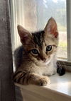 adoptable Cat in  named Clover