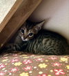 Clover - Photo 2
