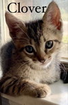 Clover - Photo 3