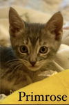 adoptable Cat in  named Primrose