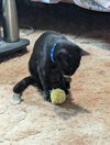 adoptable Cat in , LA named Itsy