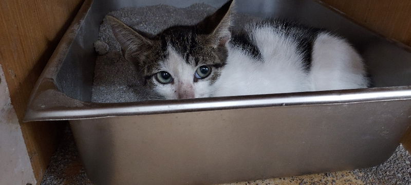 adoptable Cat in Pineville, LA named Brodie
