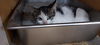 adoptable Cat in pineville, LA named Brodie