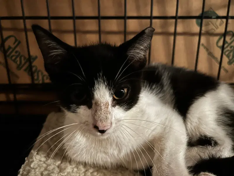 Ziva - Domestic Short Hair