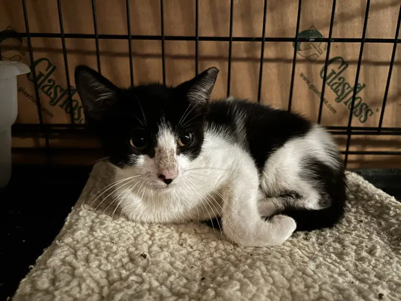 Ziva image 2