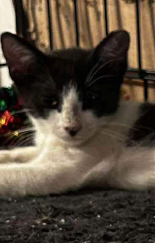 Ziva image 3