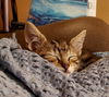 adoptable Cat in , LA named Firefly