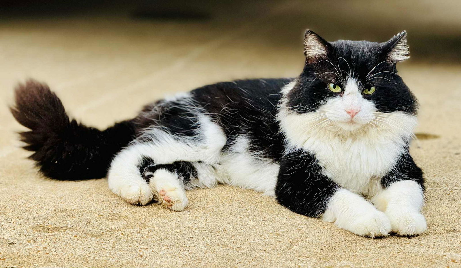 adoptable Cat in Pineville, LA named Duncan