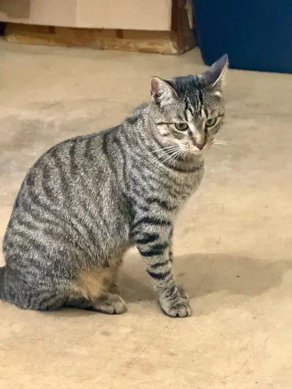 Karla - Tabby