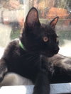 Kato - Photo 2