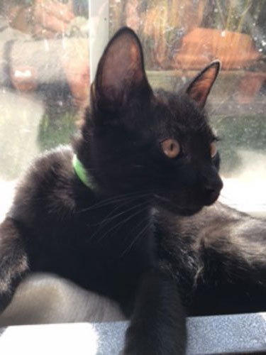 KATO - Domestic Short Hair available for adoption
