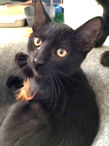 KATO - Domestic Short Hair available for adoption