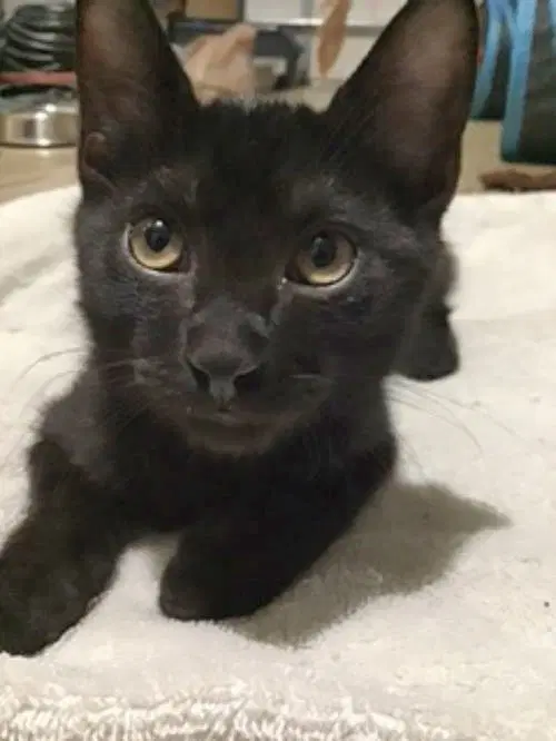 Kobe - Domestic Short Hair