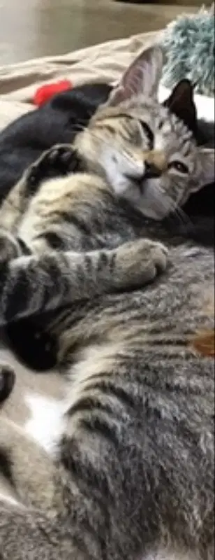 Krystal - Tabby