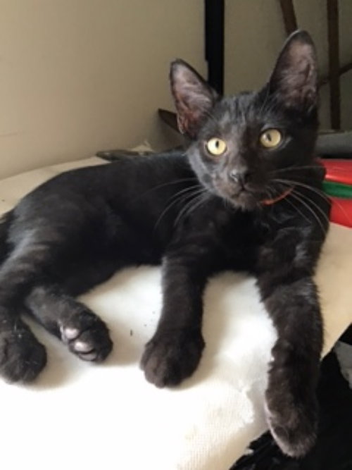 picture of the cat needing adoption