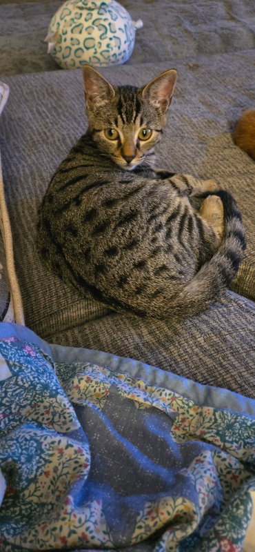 SHEOGORATH - Tabby / Domestic Short Hair available for adoption