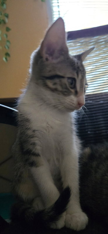 Aela