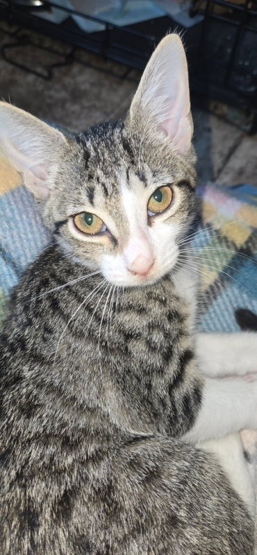 AELA - Tabby / Domestic Short Hair available for adoption