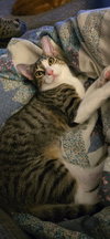 Aela - Photo 1