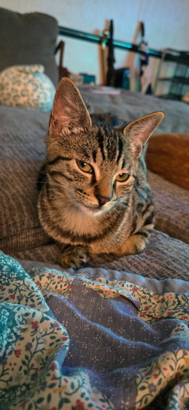 ROLFF - Tabby / Domestic Short Hair available for adoption