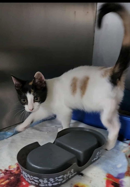 TOBIKO - Calico / Domestic Short Hair available for adoption