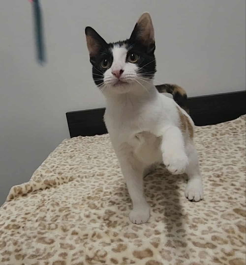 TOBIKO - Calico / Domestic Short Hair available for adoption