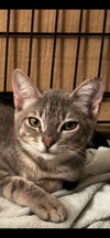 Nikki - Photo 2
