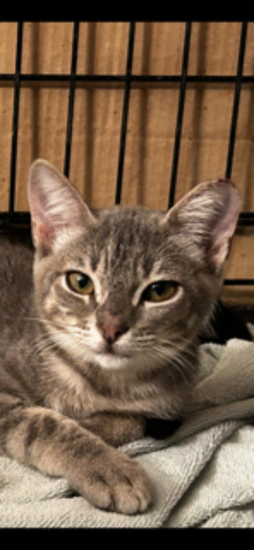 NIKKI - Tabby / Domestic Short Hair available for adoption