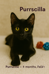 Purrscilla - Photo 1