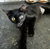 Purrscilla - Photo 2
