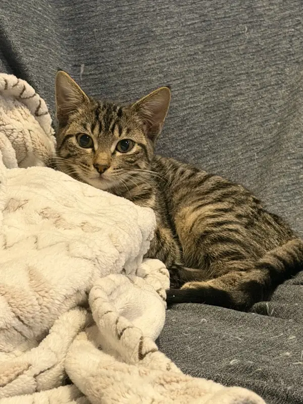 Tiny Tina - Tabby