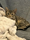 Tiny Tina - Photo 1