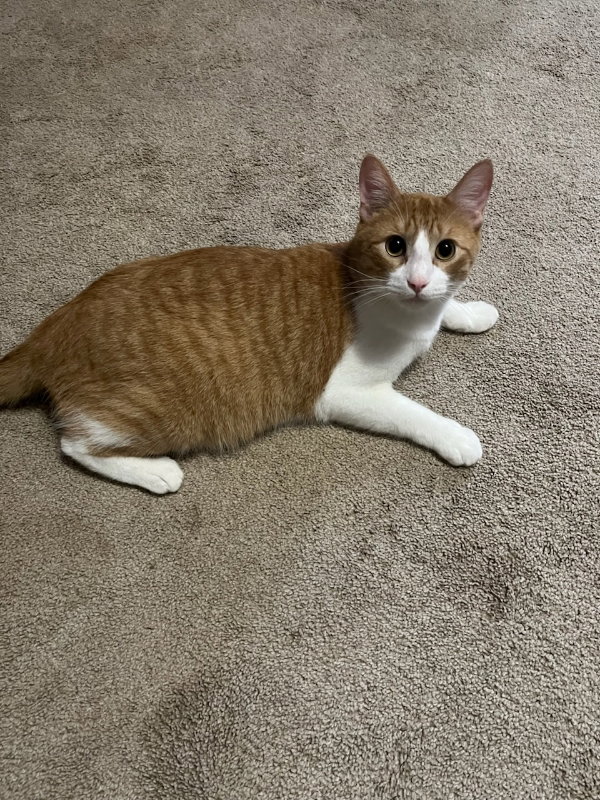 Mr Katt Image