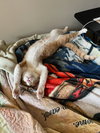 Mr Katt - Photo 2