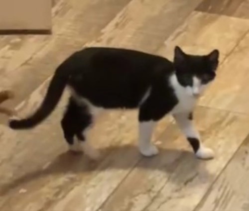 picture of the cat needing adoption