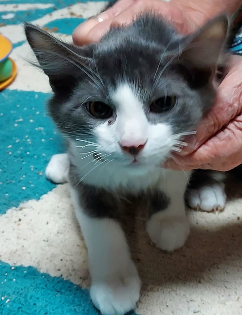 picture of the cat needing adoption