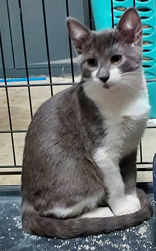 picture of the cat needing adoption