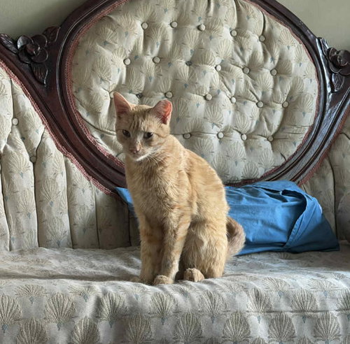 picture of the cat needing adoption