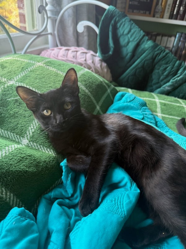 Pepper Image
