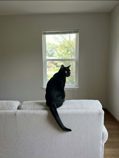 picture of the cat needing adoption