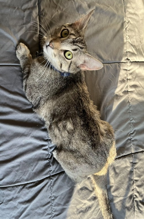 Willow, an adoptable Tabby in Pineville, LA