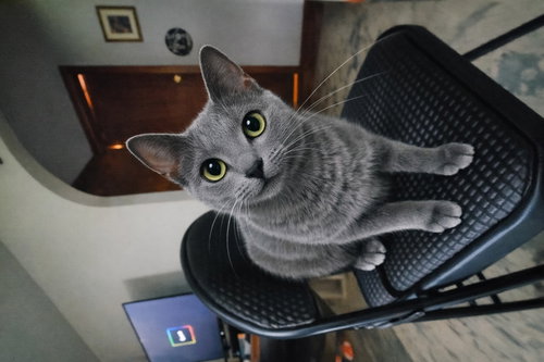 picture of the cat needing adoption