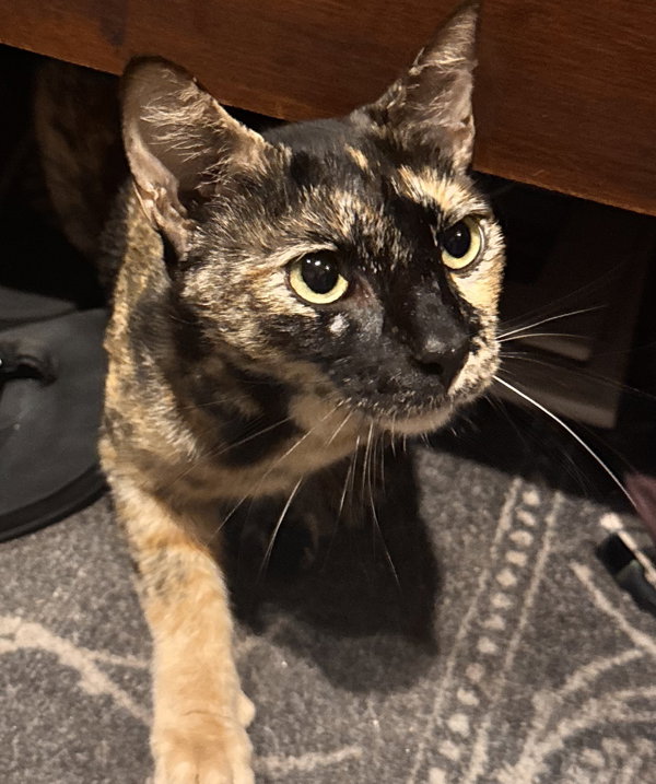 Miss Kittie