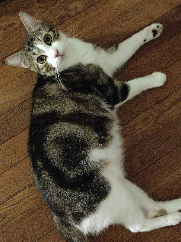 Bean
