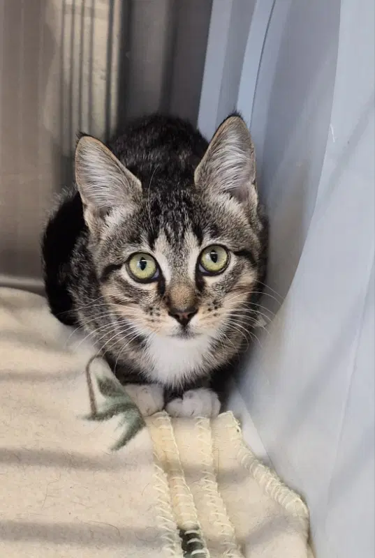 Claire - Tabby