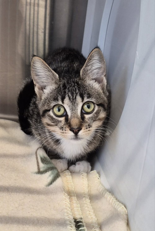 CLAIRE - Tabby available for adoption