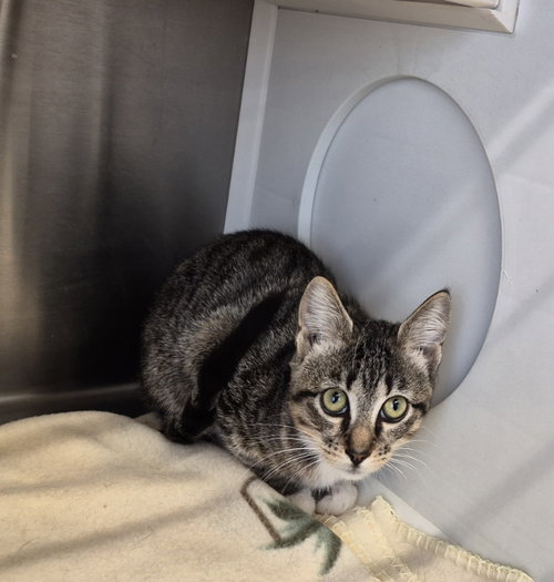 CLAIRE - Tabby available for adoption