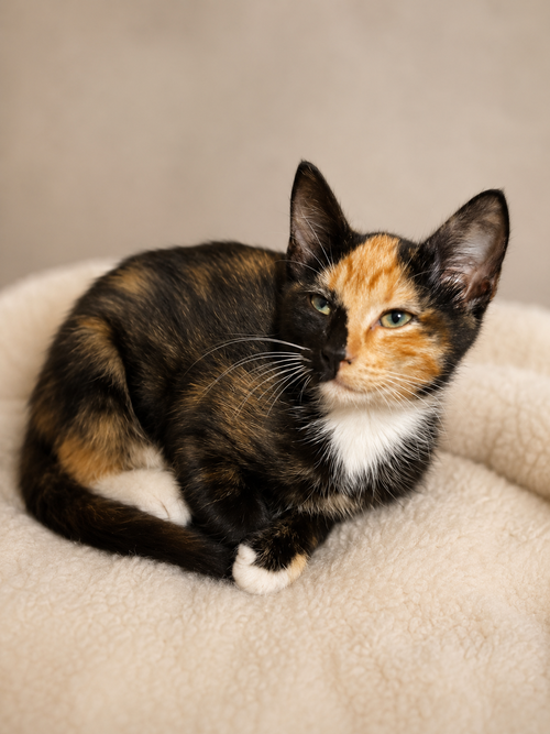 Baby Lily, Baby Calico / Domestic Short Hair / Mixed (short coat), cat for adoption in Pineville, Louisiana